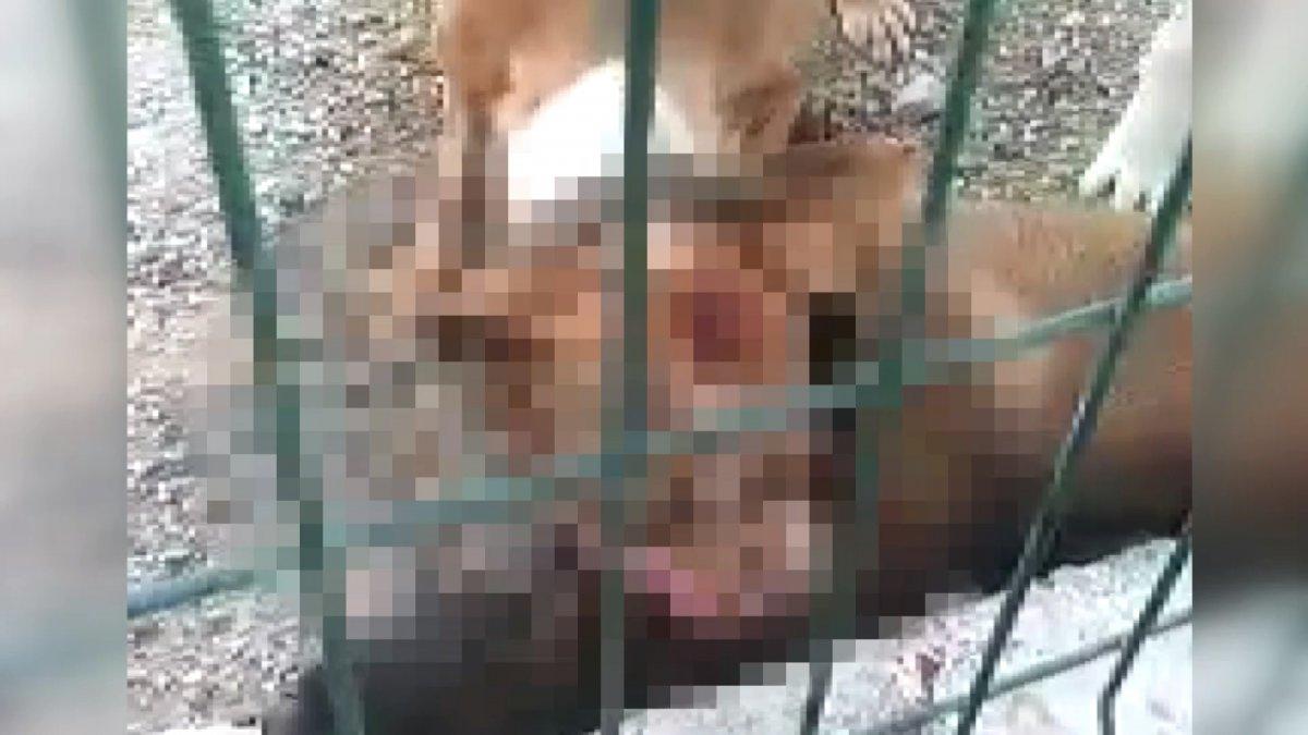 Adıyaman'da kafesi parçalayan pitbull başka bir köpeği boğarak öldürdü