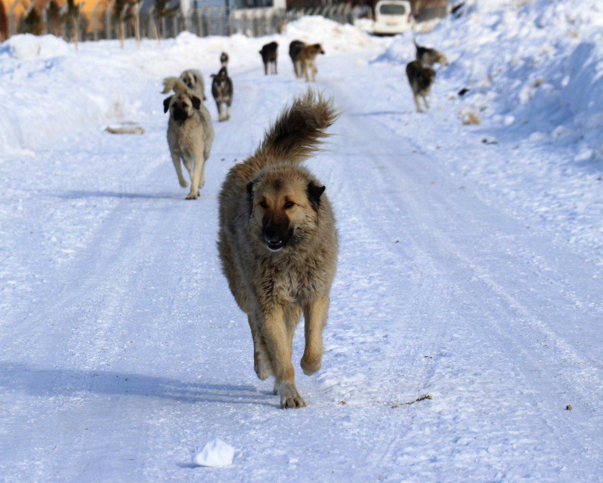 Van'da köpek dehşeti: Genç kızın bacağı parçalandı
