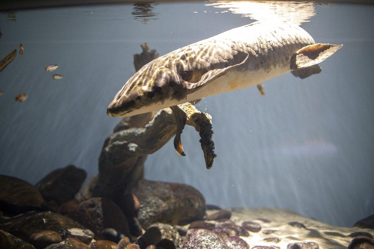 En yaşlı akvaryum balığı Methuselah 90 yaşında