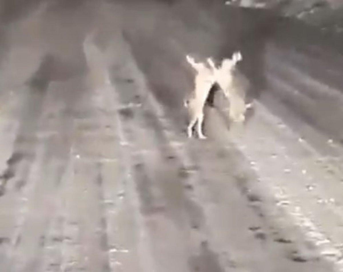 Kastamonu'da tavşan kavgası