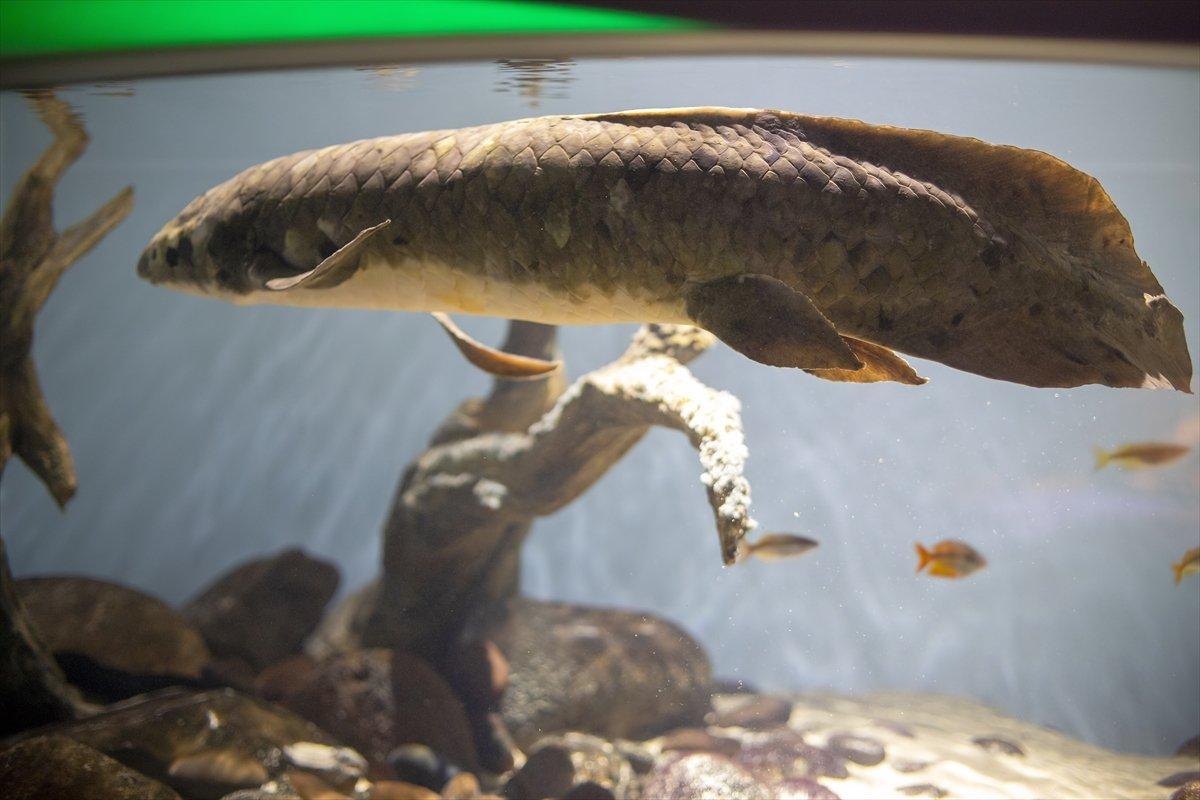 En yaşlı akvaryum balığı Methuselah 90 yaşında