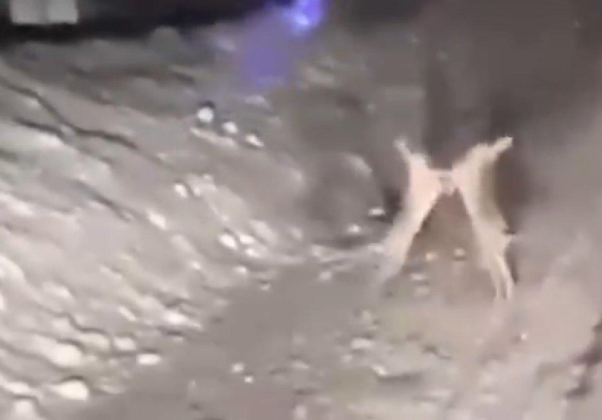 Kastamonu'da tavşan kavgası