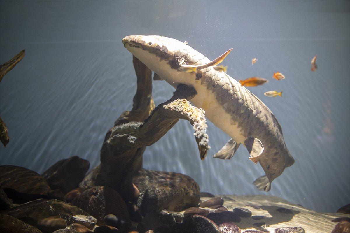 En yaşlı akvaryum balığı Methuselah 90 yaşında