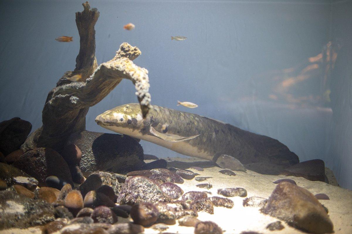 En yaşlı akvaryum balığı Methuselah 90 yaşında