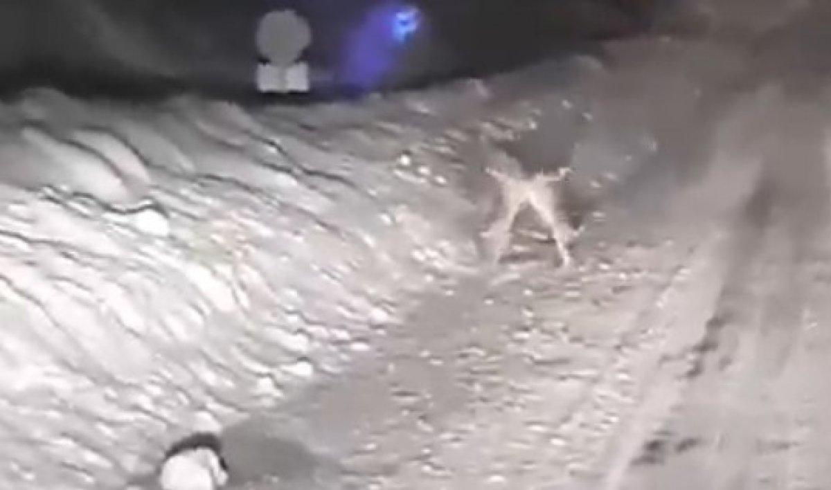 Kastamonu'da tavşan kavgası