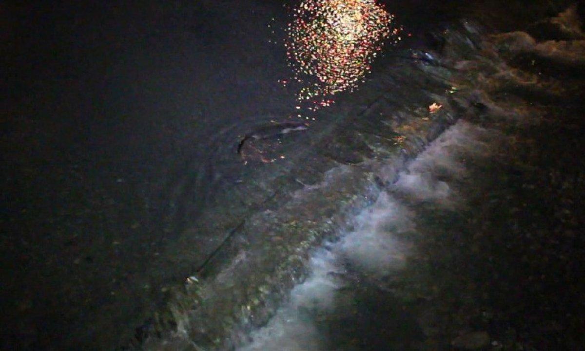 Oltu Çayı'nda yemek arayan su samurları görüntülendi