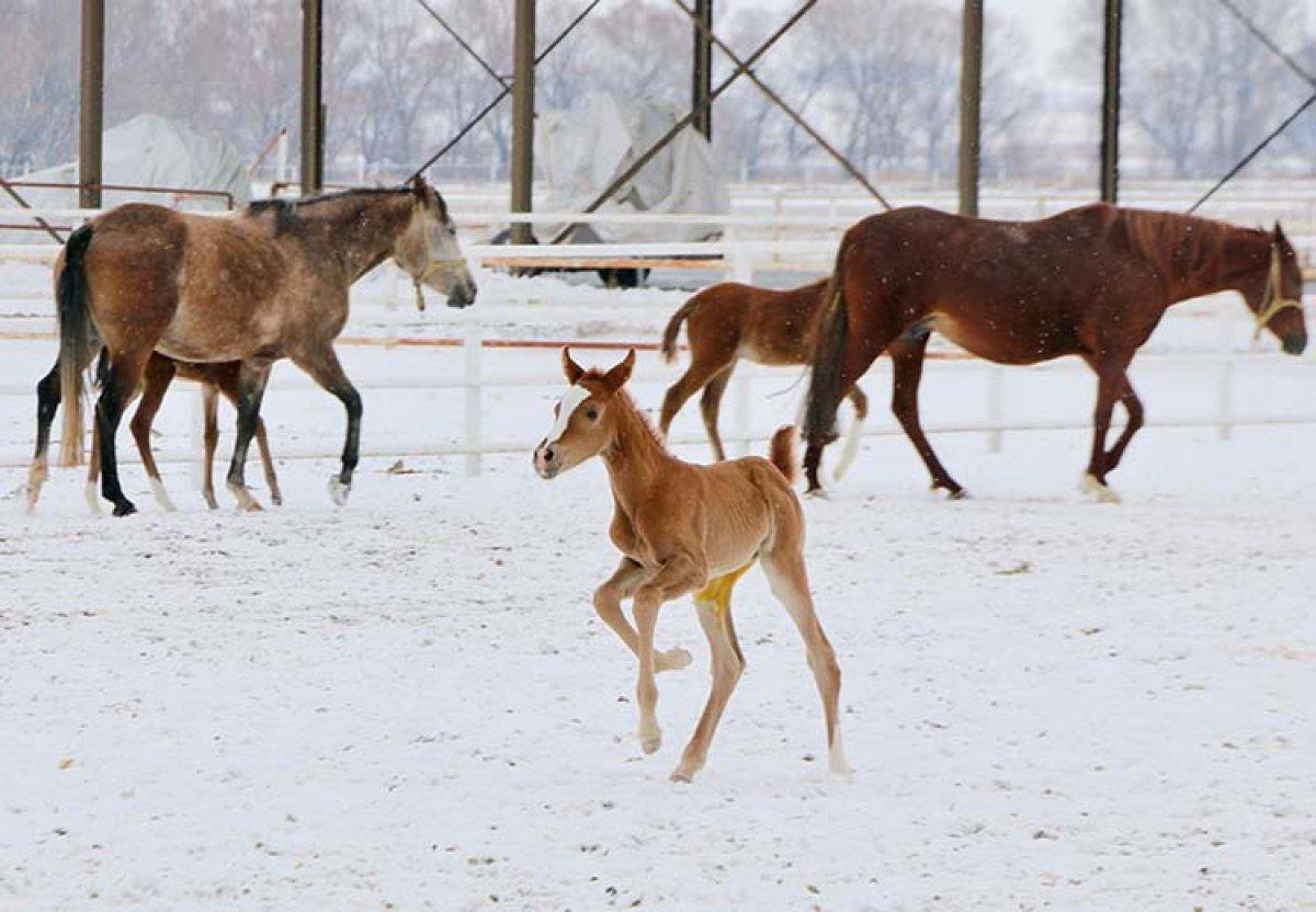 Eskişehir'de şampiyon adayı tayların karla ilk buluşması