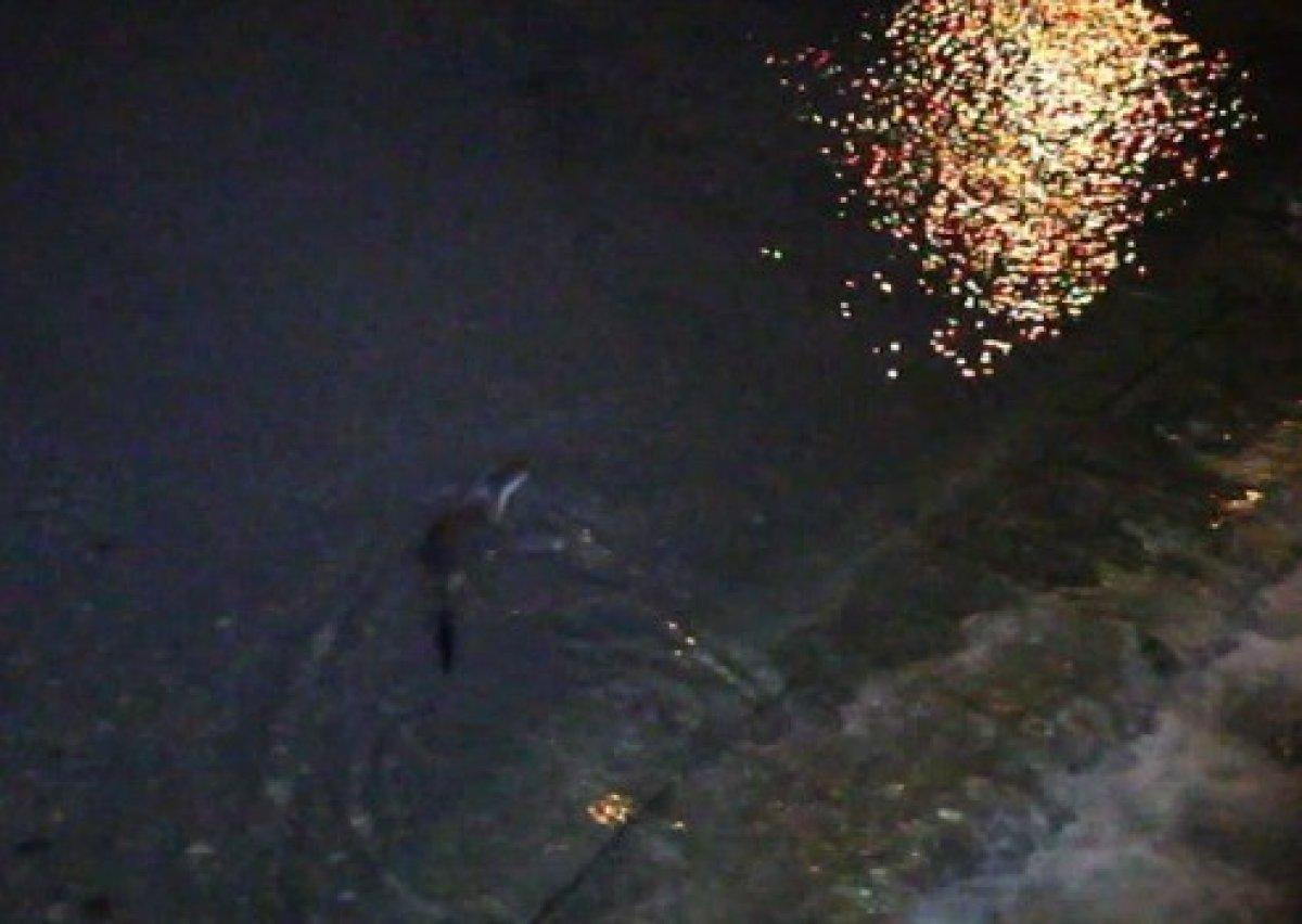 Oltu Çayı'nda yemek arayan su samurları görüntülendi