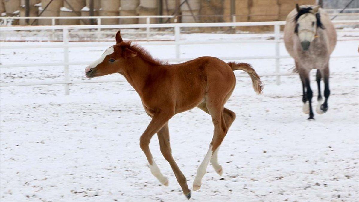 Eskişehir'de şampiyon adayı tayların karla ilk buluşması