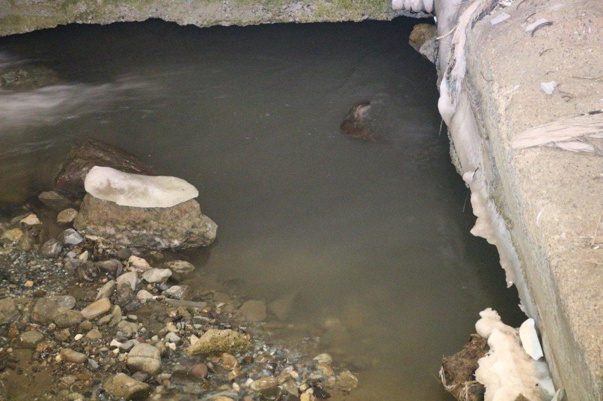 Oltu Çayı'nda yemek arayan su samurları görüntülendi