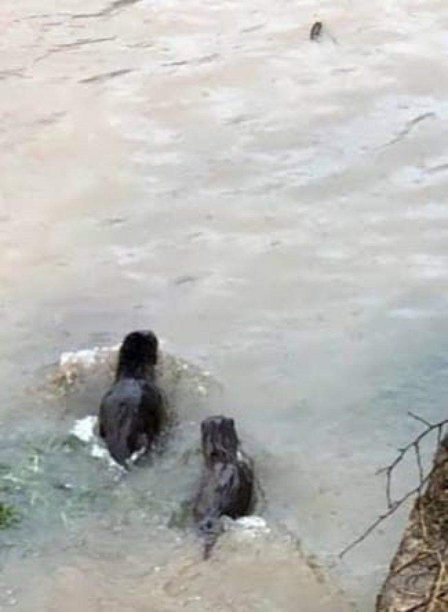Oltu Çayı'nda yemek arayan su samurları görüntülendi