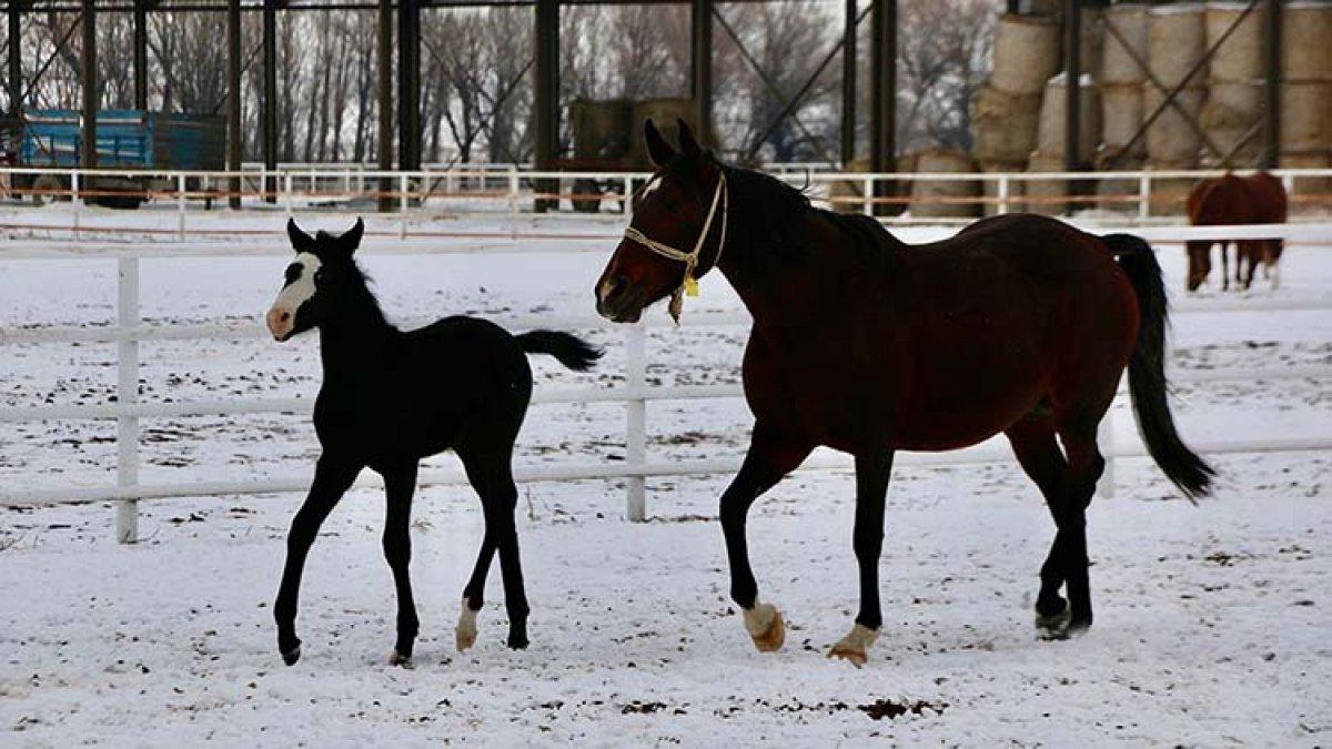 Eskişehir'de şampiyon adayı tayların karla ilk buluşması