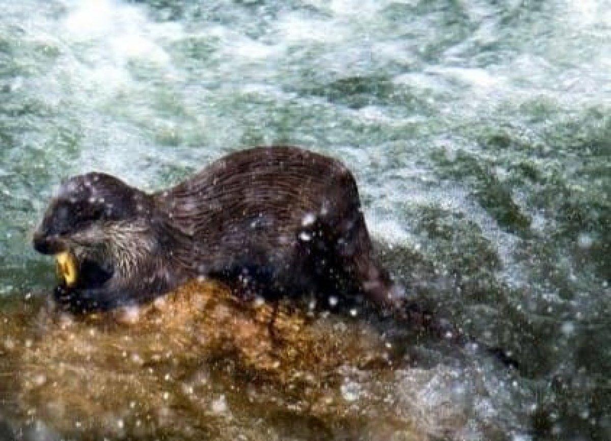 Oltu Çayı'nda yemek arayan su samurları görüntülendi