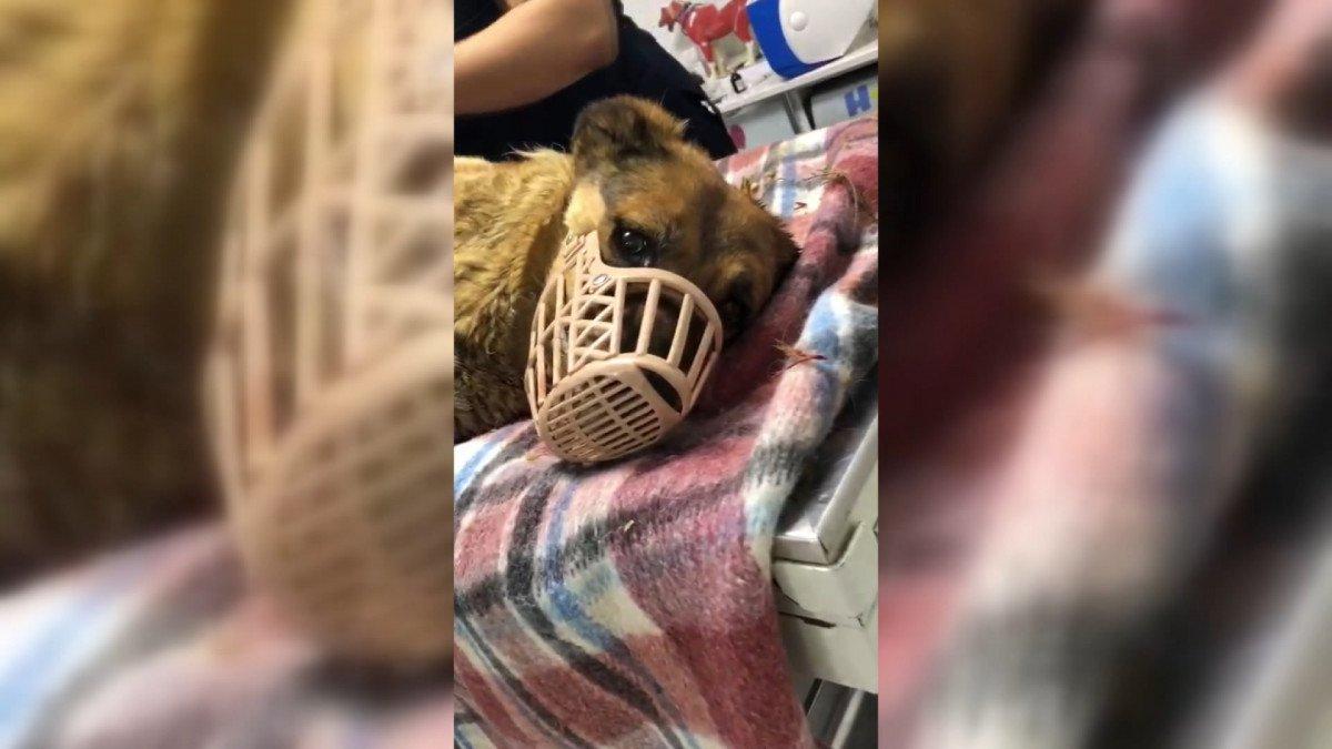 Bakırköy’de, sokak köpeği tehlikesi vatandaşları isyan ettirdi