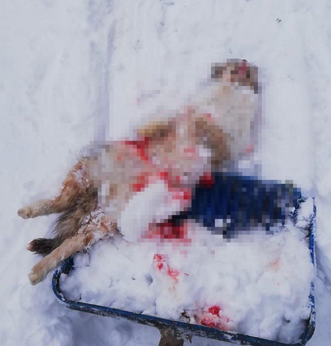 Bakırköy’de, sokak köpeği tehlikesi vatandaşları isyan ettirdi