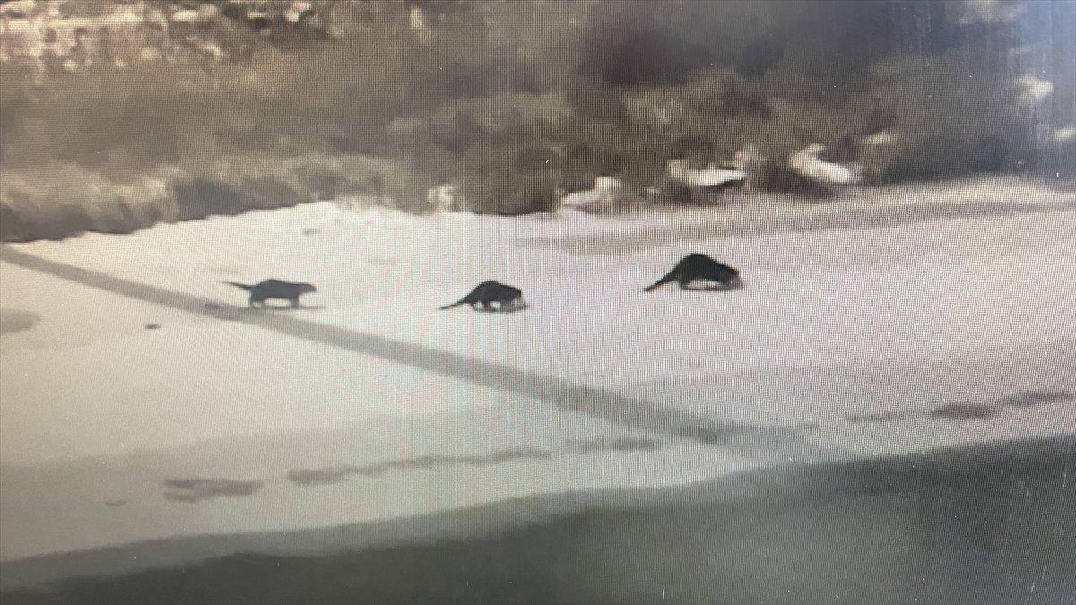 Bayburt'ta su samuru ailesinden alabalık tesisinde gece avı