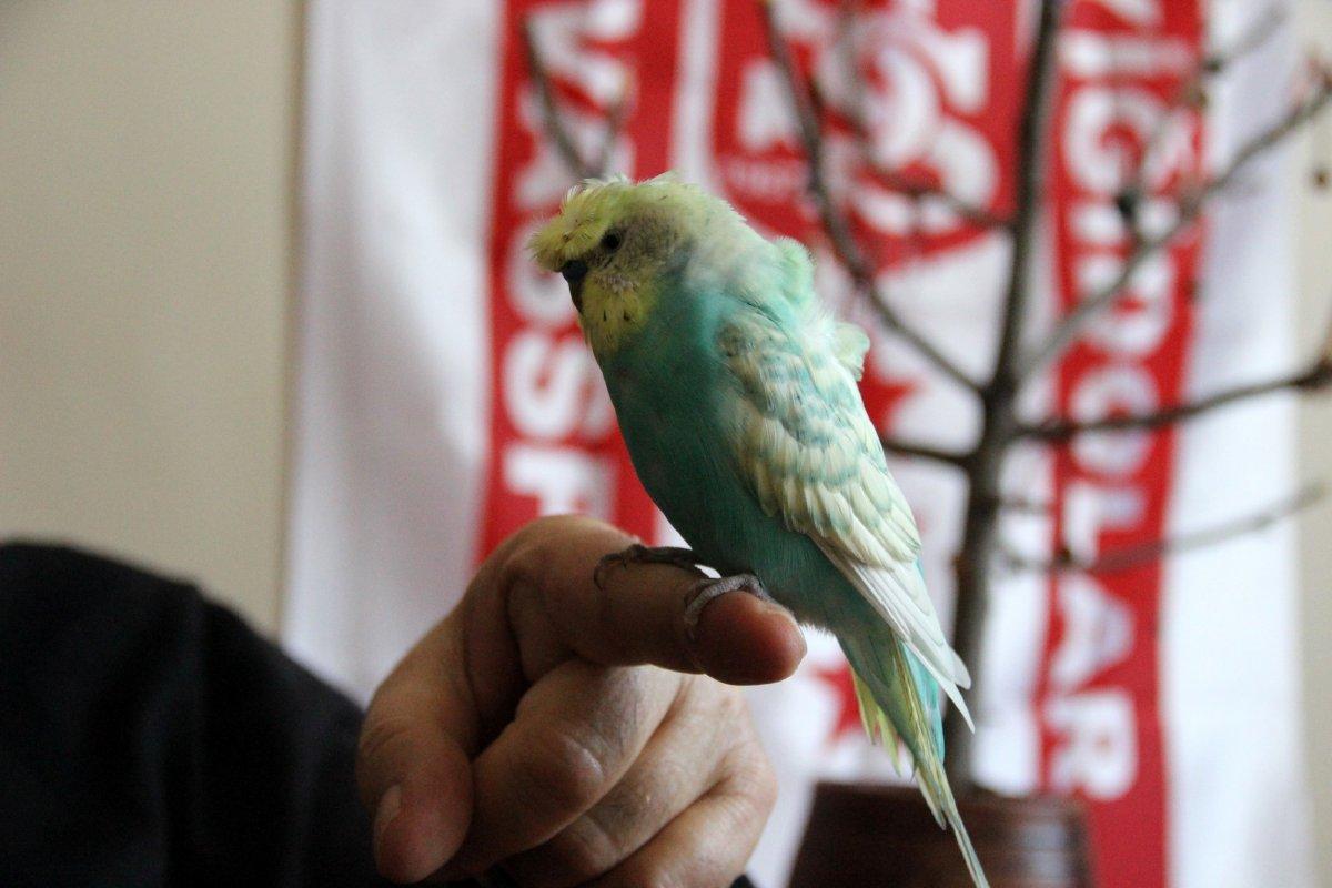 Sivas’ta muhabbet kuşundan mehter marşı