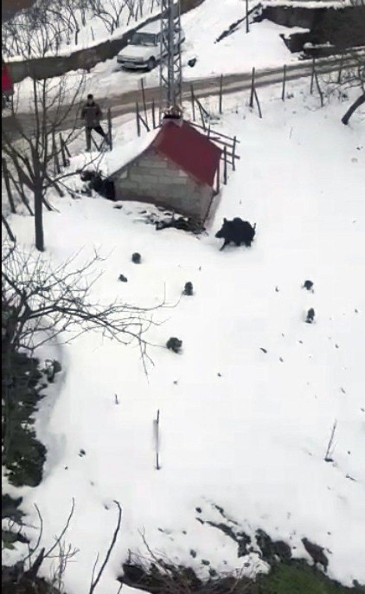 Giresun'da domuzdan kaçan genç, kendini otomobilin üzerine attı