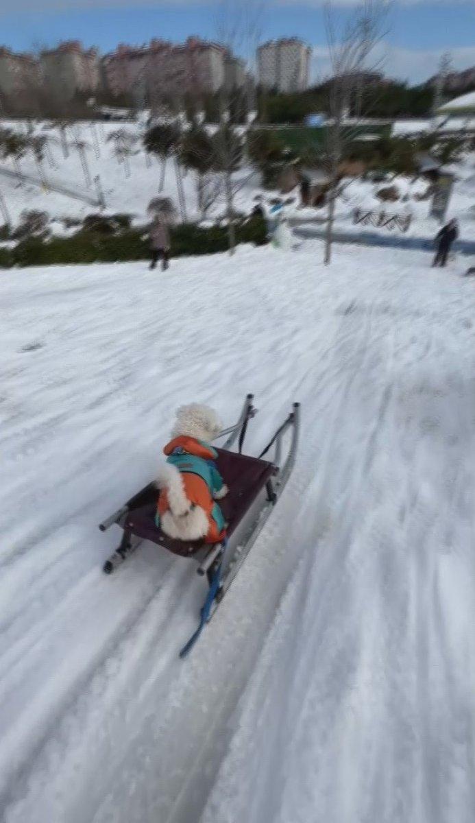Beylikdüzü'nde köpeğin karda kayak keyfi
