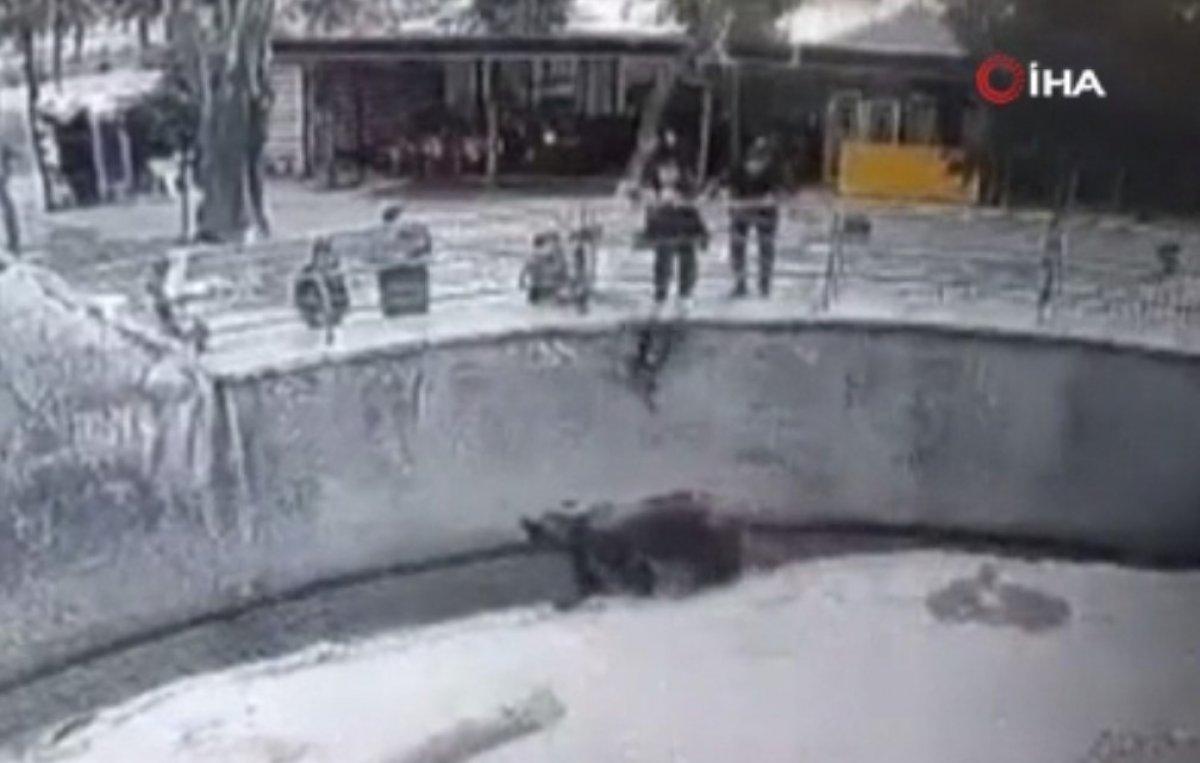 Özbekistan’da anne küçük kızını ayının yanına attı