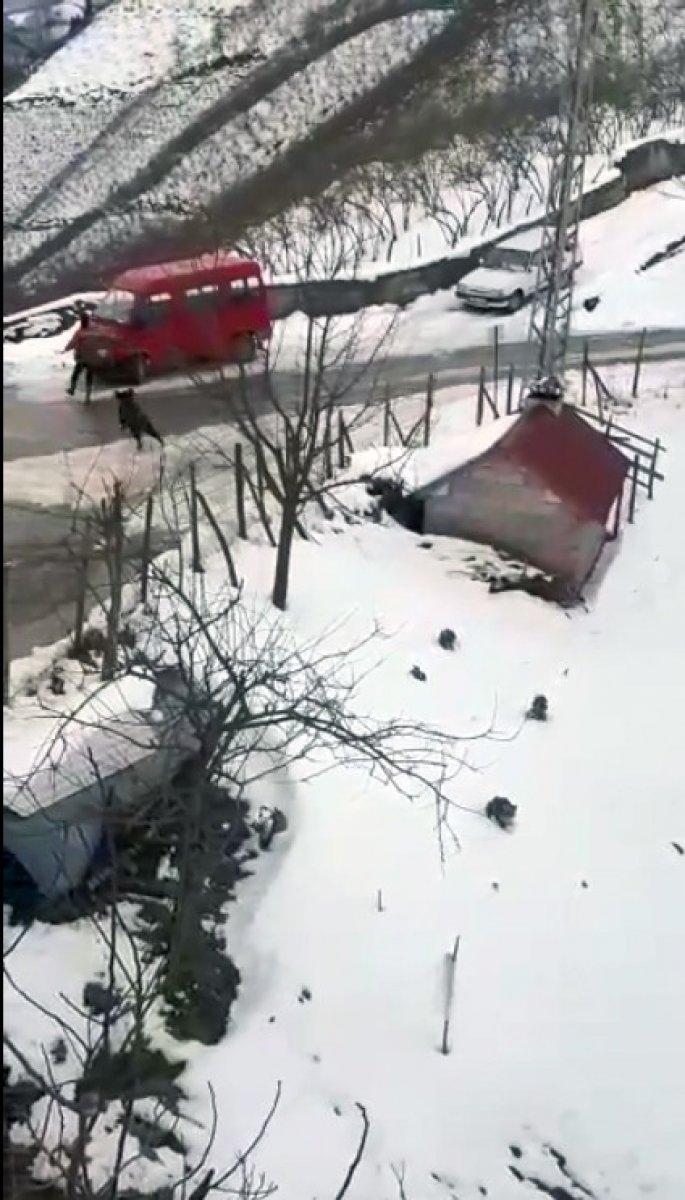 Giresun'da domuzdan kaçan genç, kendini otomobilin üzerine attı