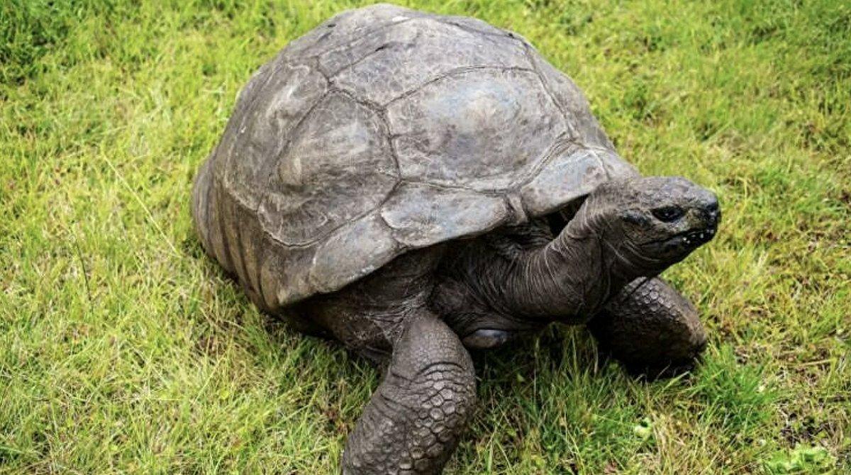 Dünyanın en yaşlı kaplumbağası: Jonathan