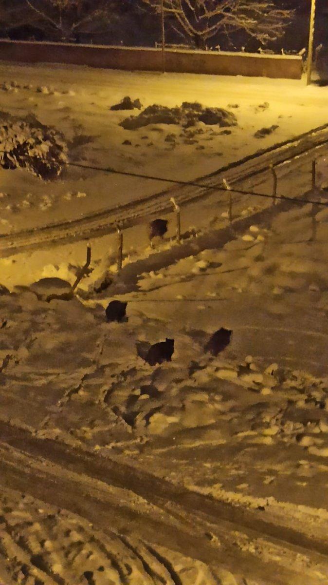 Kırşehir'de kar yağışı izleyen çift domuz sürüsüyle karşılaştı