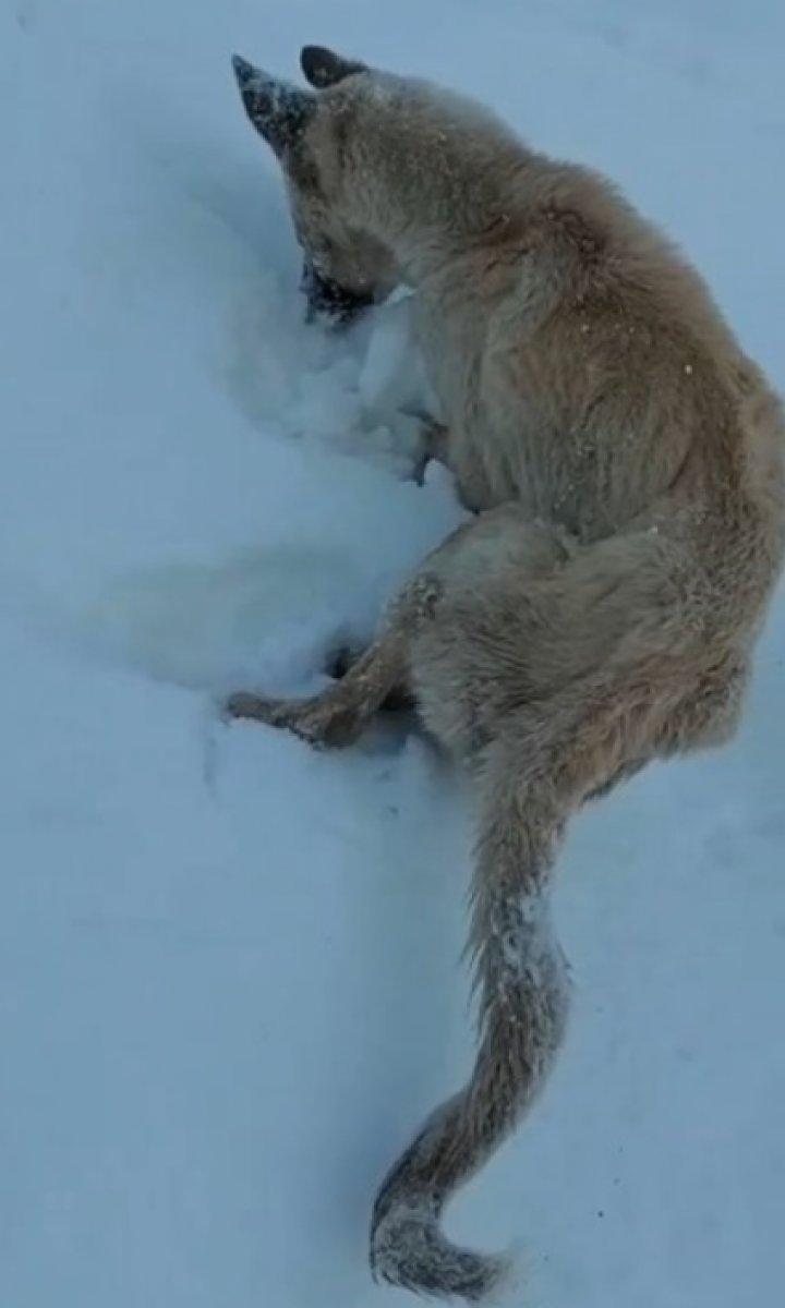 Konya'da donarak ölen köpek