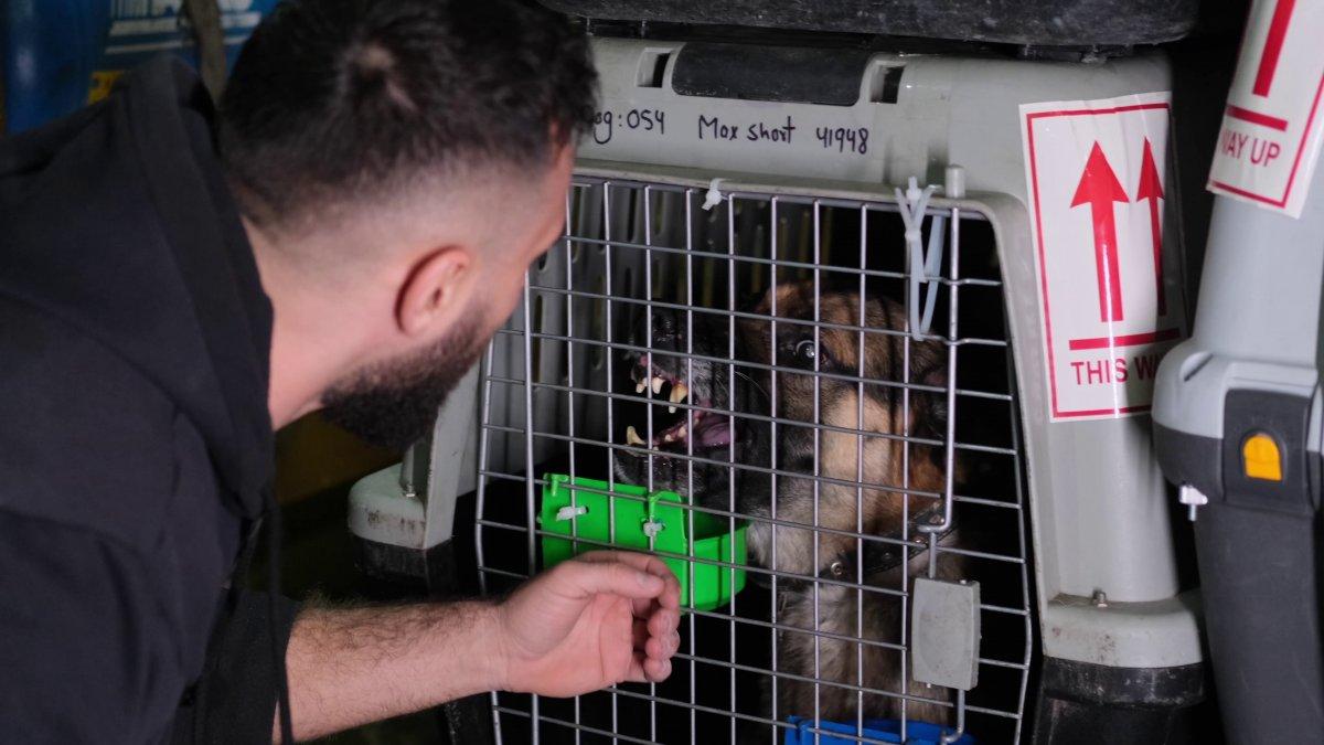 Afganistan'dan 304 evcil hayvanın tahliyesi için uçak kiralandı