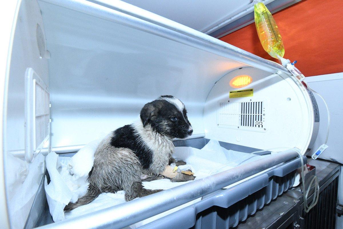 Konya’da mahsur kalan köpek, robotik kanal görüntüleme sistemiyle kurtarıldı