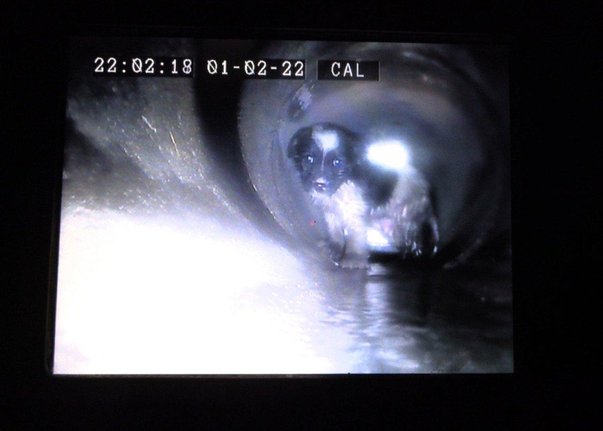 Konya’da mahsur kalan köpek, robotik kanal görüntüleme sistemiyle kurtarıldı