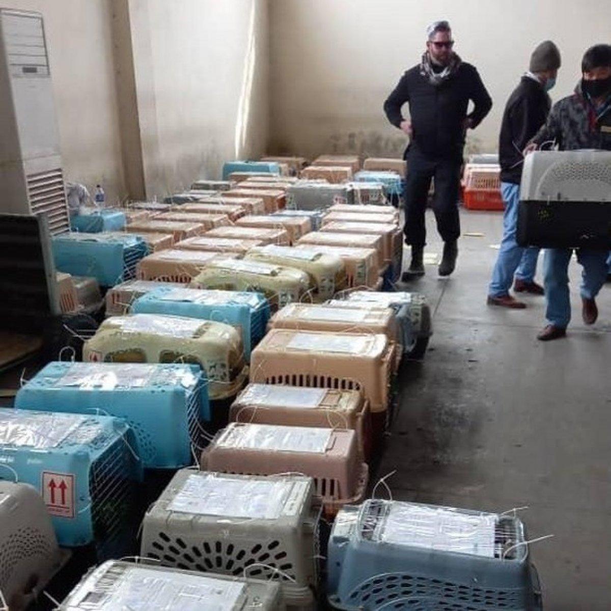 Afganistan'dan 304 evcil hayvanın tahliyesi için uçak kiralandı