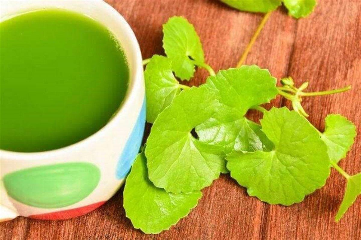 Centella Asiatica (Gotu Kola) bitkisi nedir, ne işe yarar? Cilde efsane 9 faydası