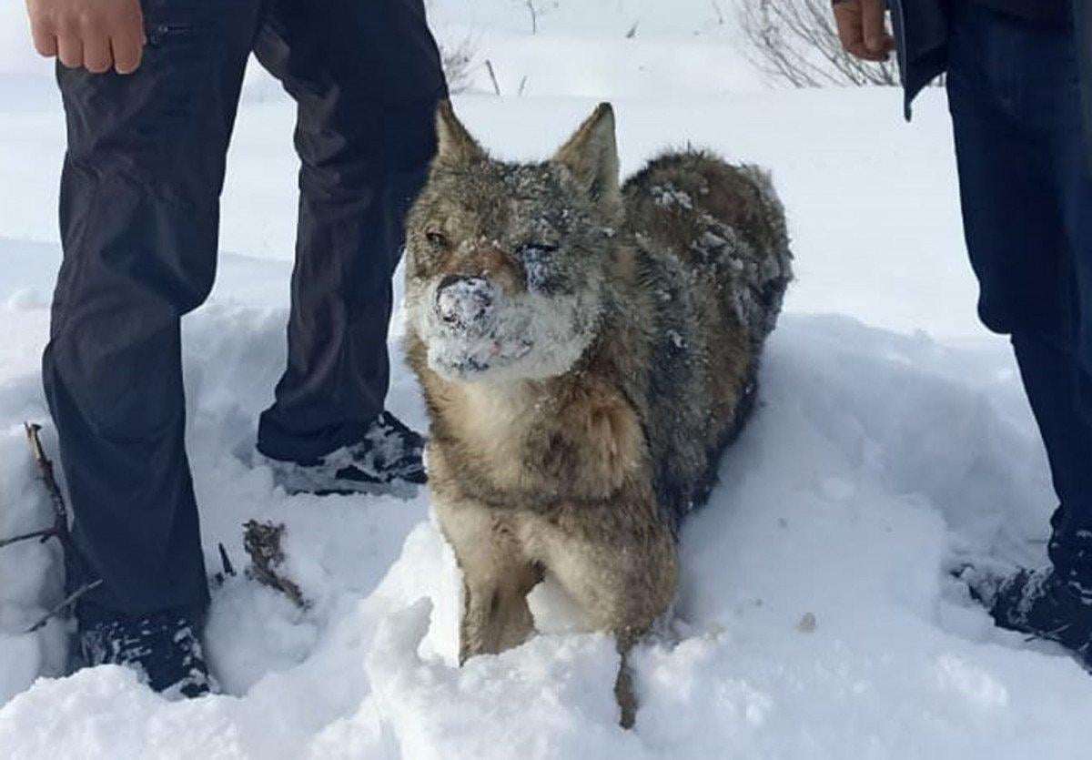 Sivas’ta, karlar içinde donmuş kurt bulundu