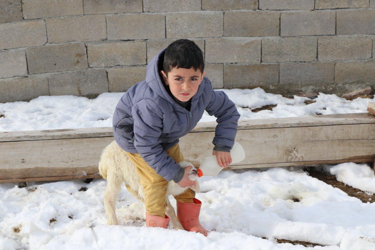 Erzincan'daki küçük çocuk, bütün gününü kuzulara ayırıyor