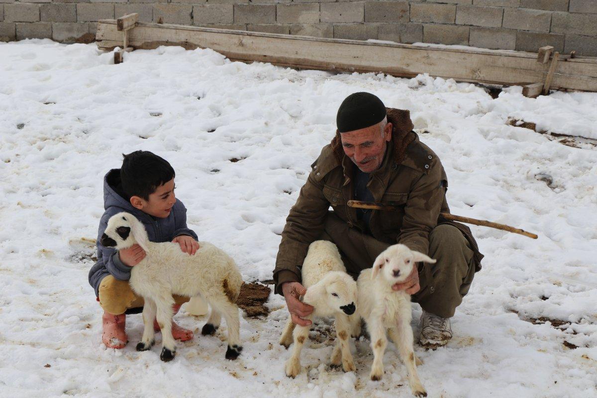 Erzincan'daki küçük çocuk, bütün gününü kuzulara ayırıyor