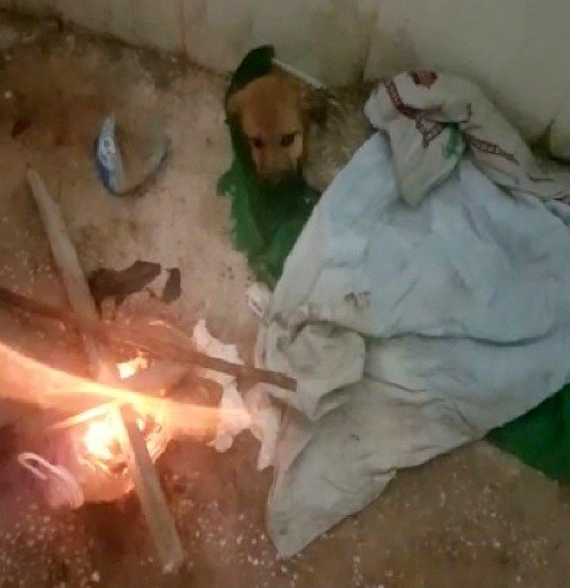 Osmaniye'de donmak üzere olan yavru köpek kurtarıldı