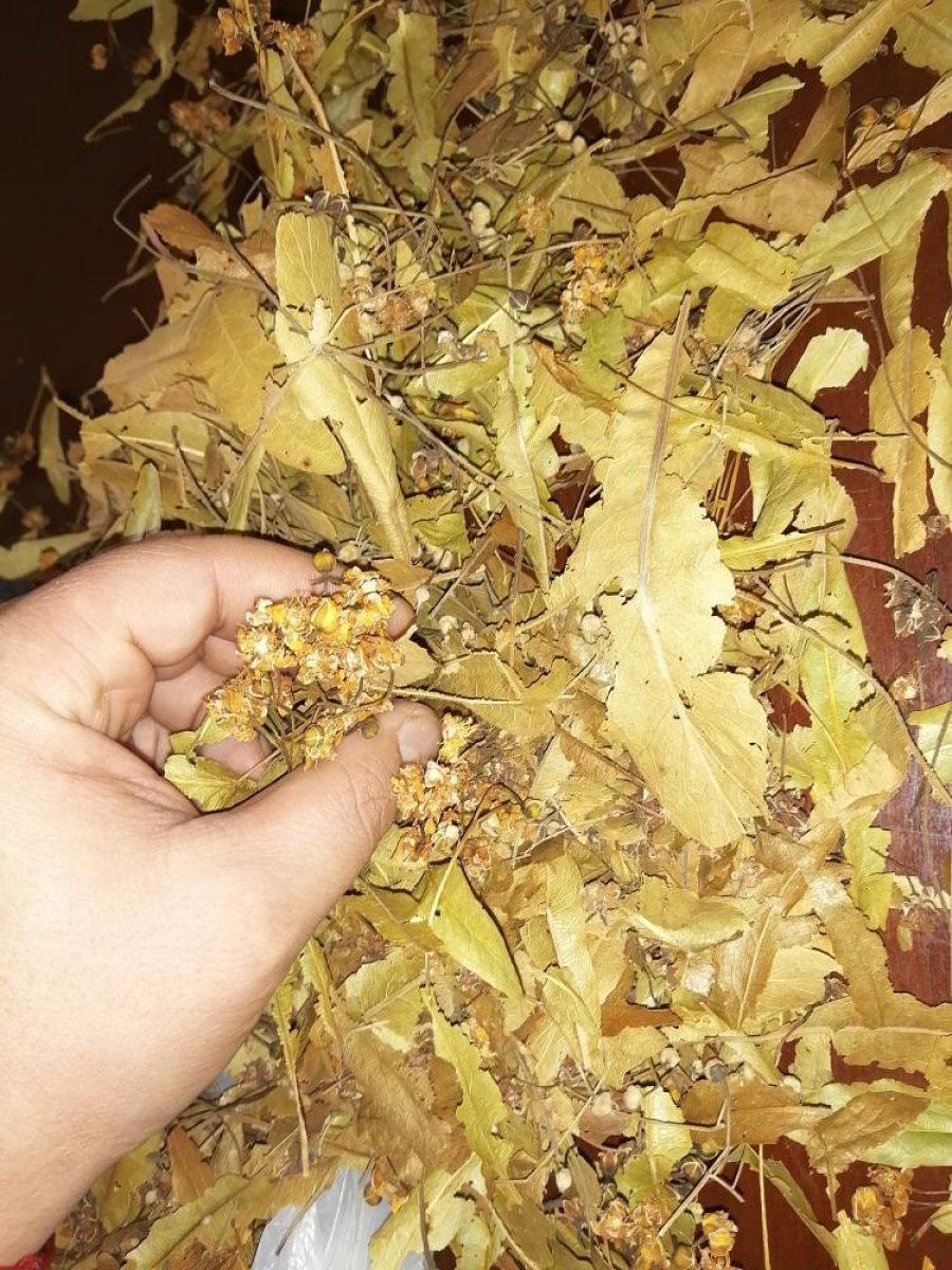 Ihlamur çiçeğinin fiyatı 500 TL'ye yükseldi