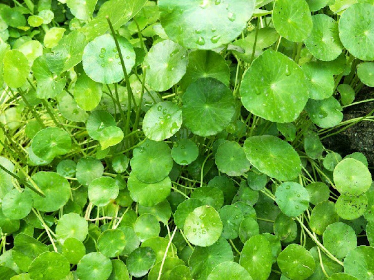 Centella Asiatica (Gotu Kola) bitkisi nedir, ne işe yarar? Cilde efsane 9 faydası