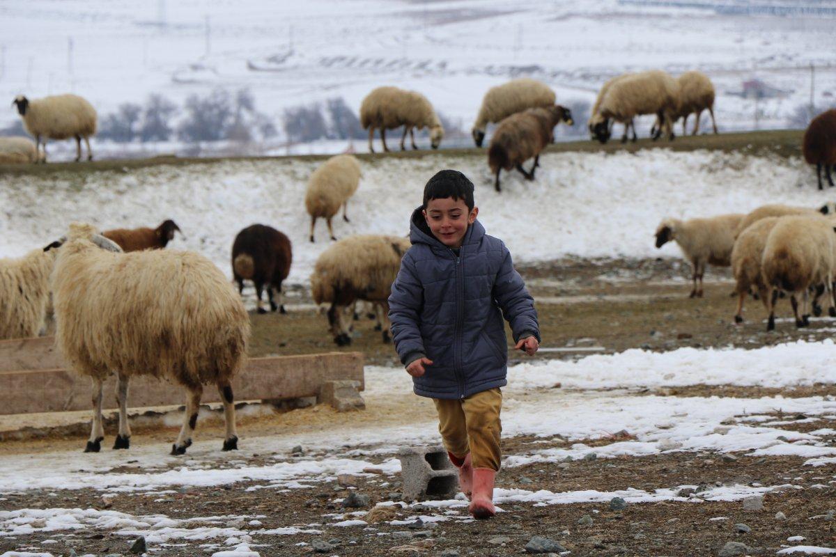 Erzincan'daki küçük çocuk, bütün gününü kuzulara ayırıyor