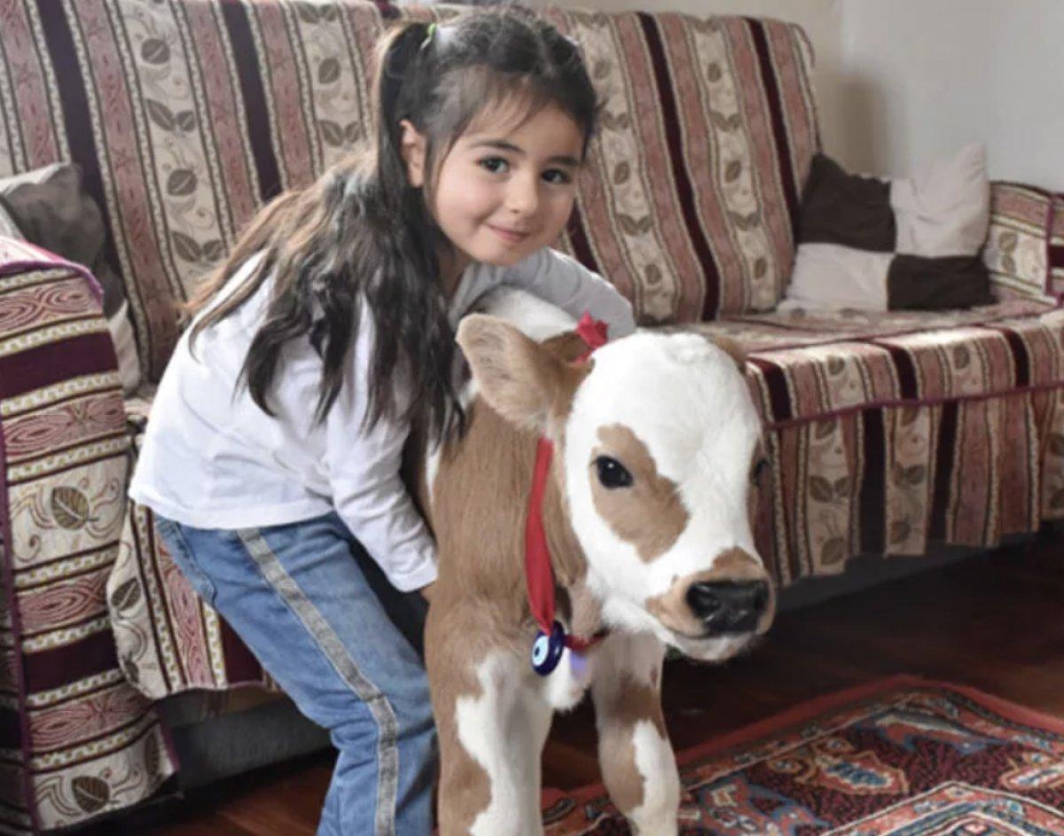 Sivas'ta yaşamaz denilen buzağıyı Hiranur'un sevgisi hayata bağladı