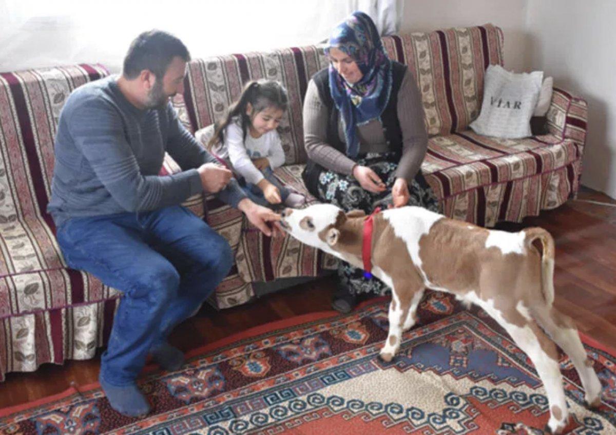 Sivas'ta yaşamaz denilen buzağıyı Hiranur'un sevgisi hayata bağladı
