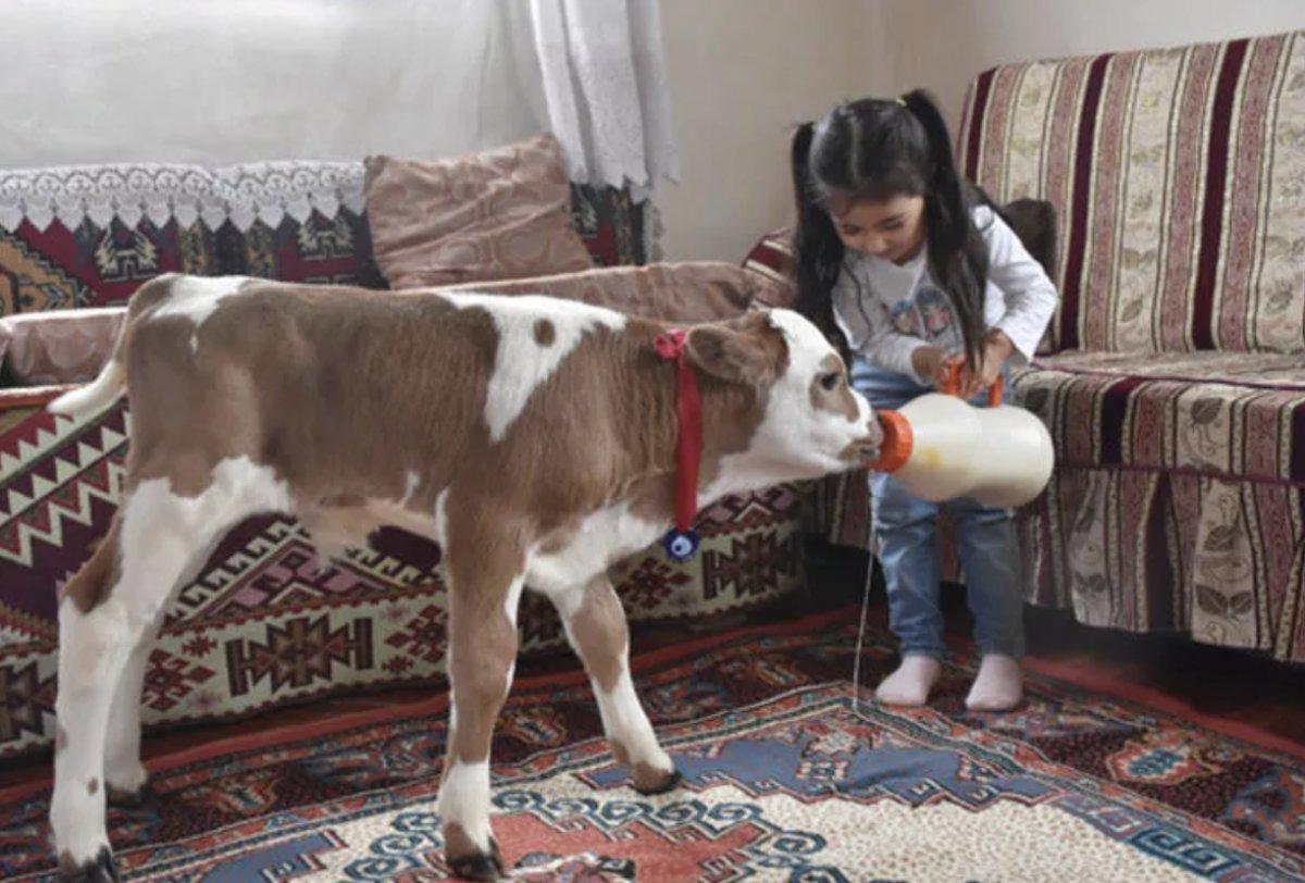 Sivas'ta yaşamaz denilen buzağıyı Hiranur'un sevgisi hayata bağladı