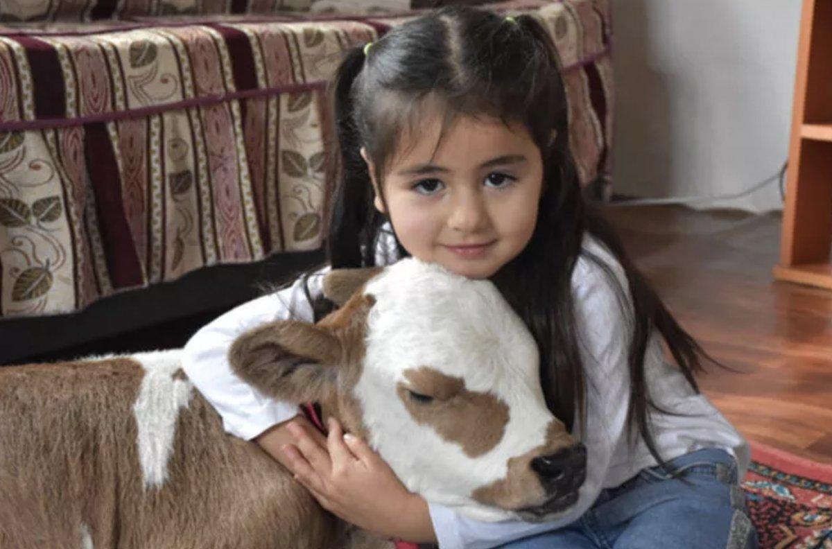 Sivas'ta yaşamaz denilen buzağıyı Hiranur'un sevgisi hayata bağladı