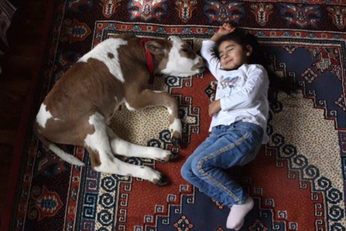 Sivas'ta yaşamaz denilen buzağıyı Hiranur'un sevgisi hayata bağladı