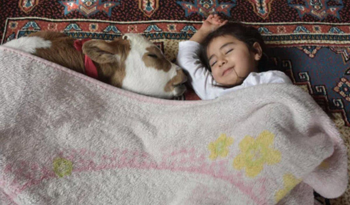 Sivas'ta yaşamaz denilen buzağıyı Hiranur'un sevgisi hayata bağladı