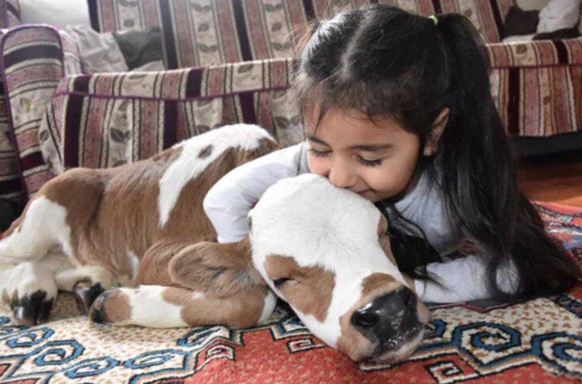 Sivas'ta yaşamaz denilen buzağıyı Hiranur'un sevgisi hayata bağladı