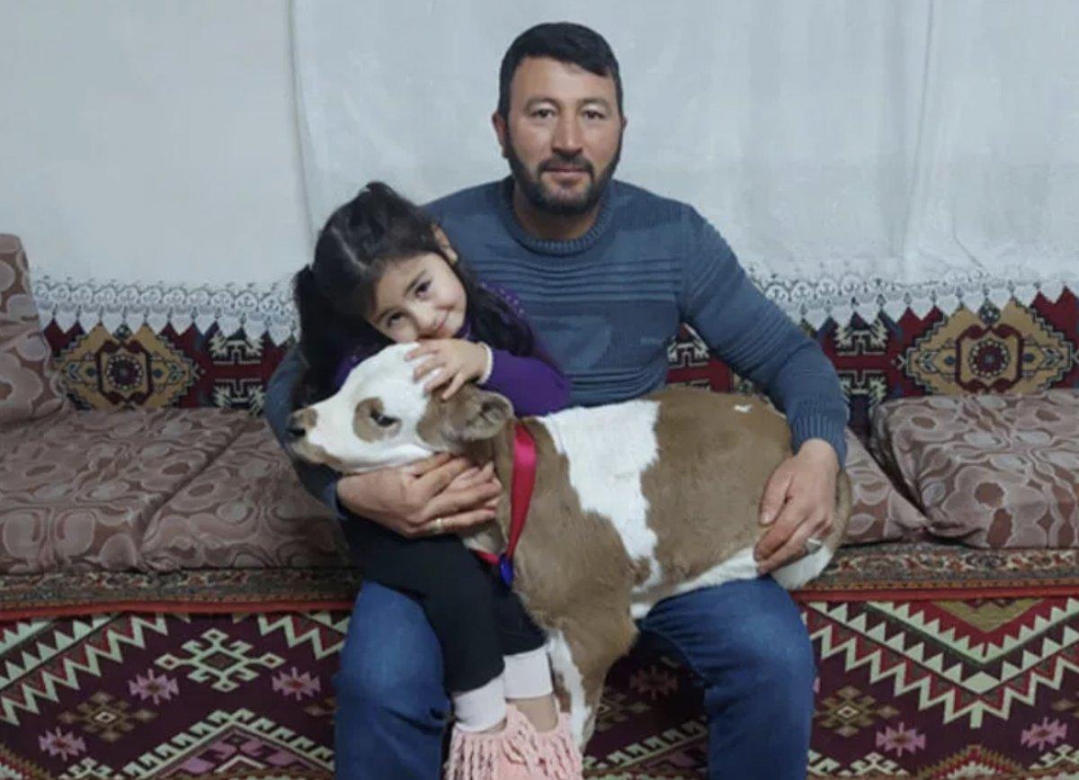 Sivas'ta yaşamaz denilen buzağıyı Hiranur'un sevgisi hayata bağladı