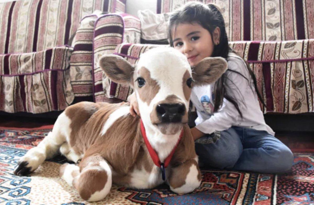 Sivas'ta yaşamaz denilen buzağıyı Hiranur'un sevgisi hayata bağladı