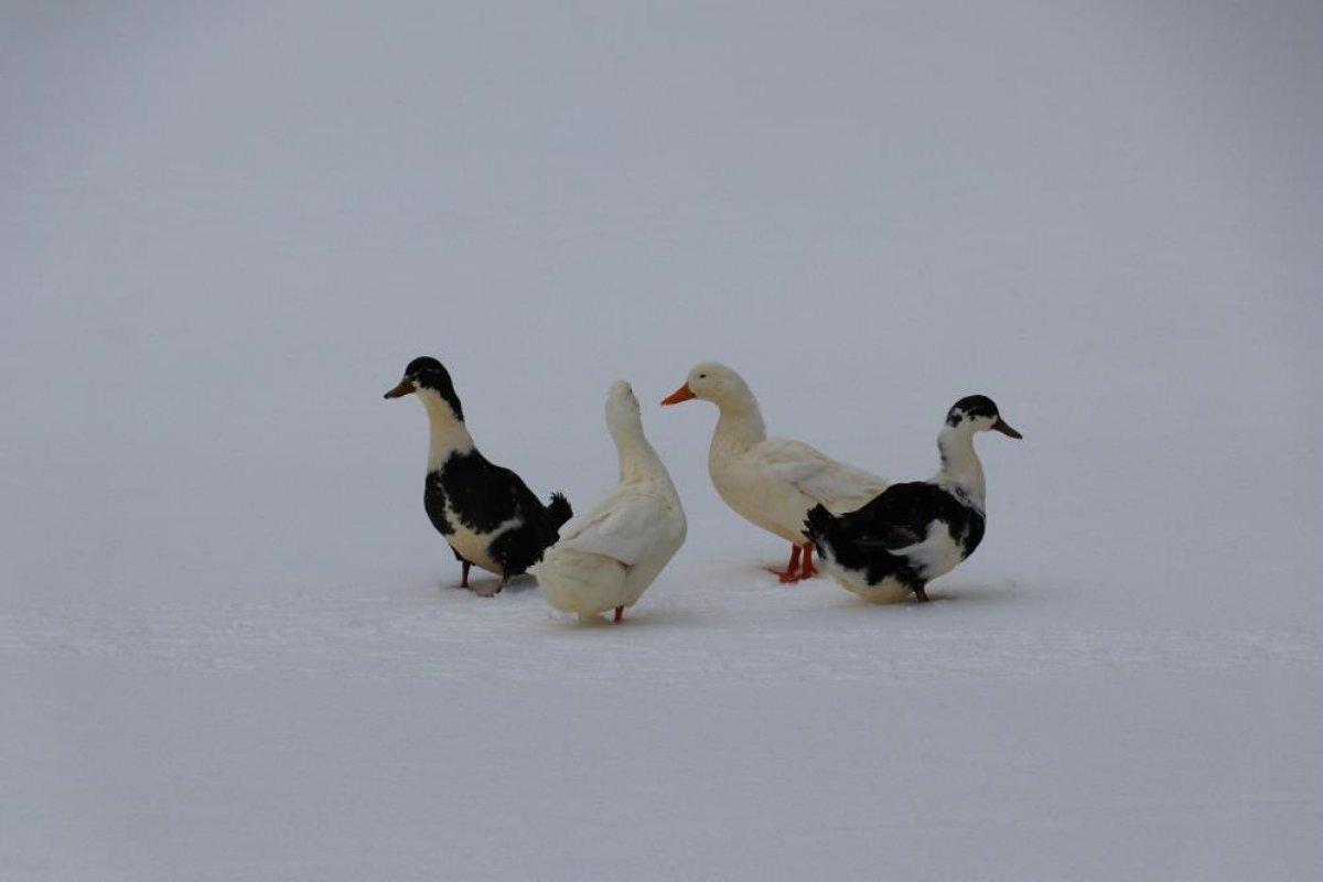 Amasya'nın Boraboy Gölü dondu